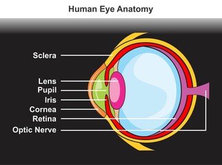 Human eye anatomy infographic diagram parts and structure sclera lens pupil iris cornea retina optic nerve medical science biology education for school book poster and clinics hospital vector drawing
