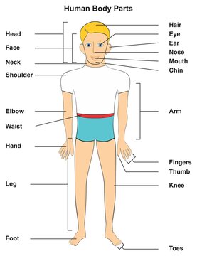 Human body parts basic education for preschool knowledge of names of man head face neck hair chin mouth nose ear eye shoulder elbow arm hand fingers thumb leg knee foot toes school material vector