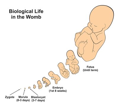 Biological life in the womb infographic diagram fetus development stages position schematic fetal timeline of pregnancy zygote growth morula blastocyst embryo term of delivery medical biology science