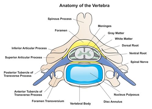 Anatomy of the vertebra of human infographic diagram parts of vertebrae and spinal cord nerve cross section in spine disc body root for medical physiology biology science education and medicine health