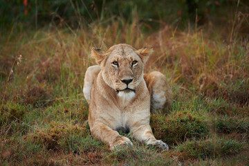 Lioness photographed in the african savanna.