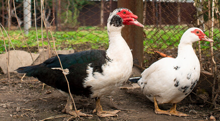 A musk duck walks around the yard. Breeding ducks at home. Agriculture. Blurred background