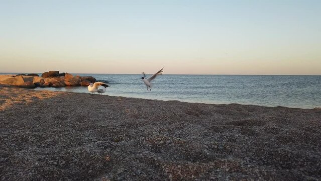 Sunset on the beach. Seagulls against the backdrop