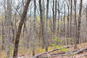 Forest Hiking Scene