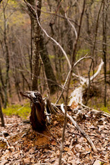 Fallen Uprooted Tree