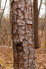 Tree with Woodpecker Holes