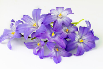 Bouquet of large-flowered garden chionodox on a white background. spring concept. High quality photo