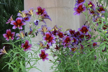 Beautiful exotic purple reddish medium flowers, the name is not known. In a Royal Greenhouse of a Royal family, Brussels, Belgium, 22 Apr 2022. At the background is a grey cuboid column with plants.