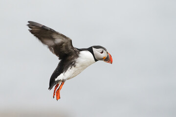 Puffin (Fratercula arctica) in flight