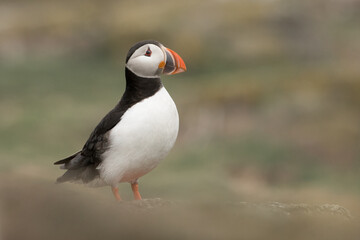 Puffin (Fratercula arctica) portrait