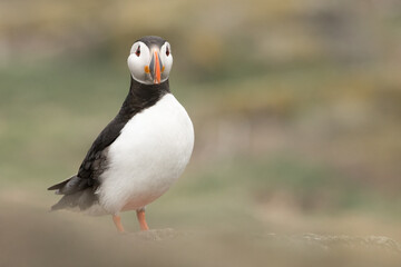 Puffin (Fratercula arctica) portrait