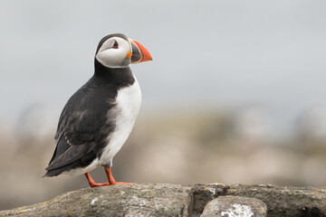 Puffin (Fratercula arctica) portrait