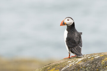 Puffin (Fratercula arctica) portrait