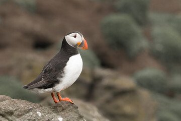 Puffin (Fratercula arctica) portrait