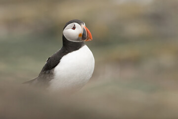 Puffin (Fratercula arctica) portrait