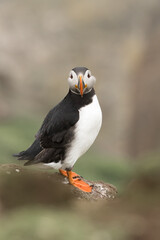 Puffin (Fratercula arctica) portrait