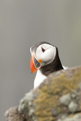 Puffin (Fratercula arctica) portrait