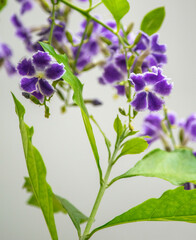 Flores violeta de la duranta erecta