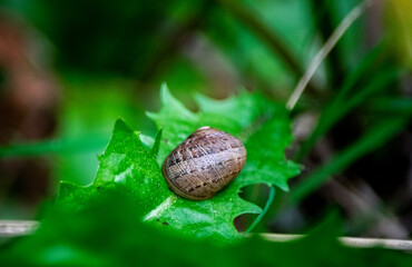 Caracol en las hojas de una planta