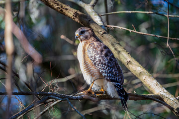 Broad-winged Hawk perched in tree above a bird feeder