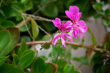 flor rosada de un geranio