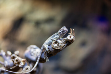 Agama lizard at a conservation center in Sharjah, United Arab Emirates 