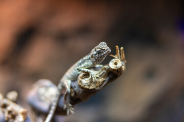 Agama lizard at a conservation center in Sharjah, United Arab Emirates 