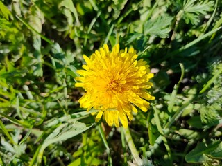 Yellow flower. Dandelion in the green grass.