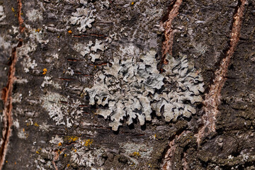 Parmelia sulcata (lat. Parmelia sulcata) - type of lichen genus Parmelee (Parmelia) family Parmeliaceae (Parmeliaceae).