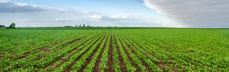 Fototapeta na wymiar Agricultural sugar beet field on sunny spring day