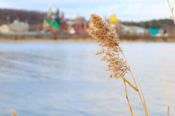 spike close-up on the background of the river.