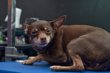 A timid Chihuahua dog on a grooming table