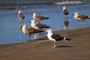 Beautiful Kelp gulls found in Barra de Tramandaí in Rio Grande do Sul Brazil.