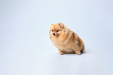 Fototapeta na wymiar Charming Pomeranian with a cute expression of the muzzle