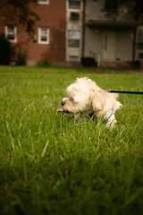 a happy white yorkie shih tzu mixed dog licks at blades of grass on a warm summer afternoon