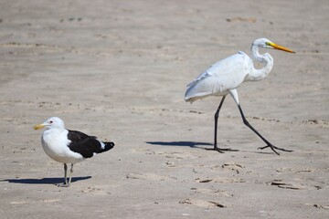 Beautiful adult Kelp Gull found in Barra de Tramandaí in Rio Grande do Sul, Brazil.