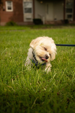 a happy white yorkie shih tzu mixed dog licks at blades of grass on a warm summer afternoon