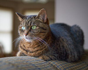 Adult tabby cat relaxing on the back of a large living room chair