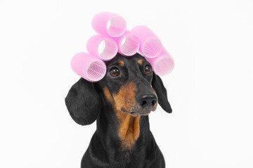 Portrait of funny dachshund dog with pink voluminous curlers on its head, front view, copy space. Accessories for stylish hairstyles at home. Advertising a beauty salon for pets