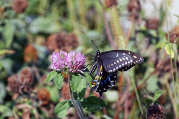 A Spicebush Swallowtail butterfly drinks from a Clover blossom. These attractive pollinators migrate through Iowa every year.
Rural Iowa - August 12th, 2017