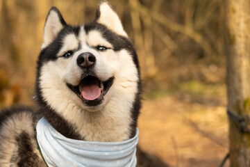 Husky portrait. A dog with blue eyes and a blue scarf. Husky in profile. The dog sniffs the air. There is space for text