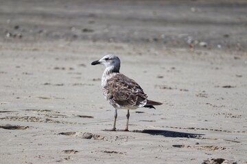 Beautiful juvenile kelp gull found in Barra de Tramandaí in Rio Grande do Sul, Brazil.