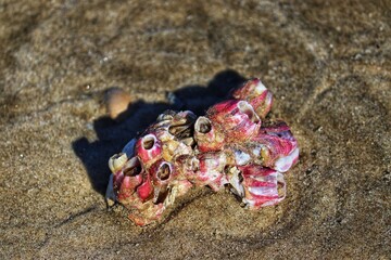Shells found by the sea at Barra de Tramandaí in Rio Grande do Sul, Brazil.