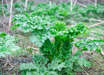a whole field of young hogweed