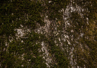 Close bark tree texture with moss, natural wooden background.
