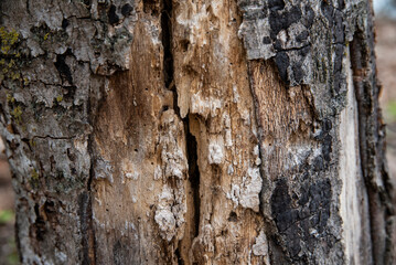 Close bark tree texture, natural wooden background.