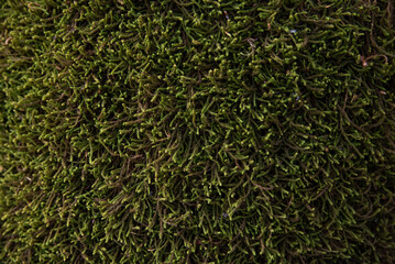 Natural green moss background. Moss texture.