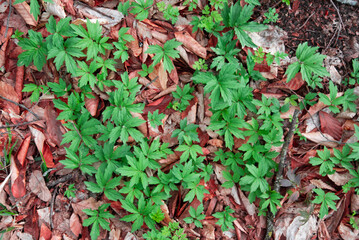 Red and green leaves background.