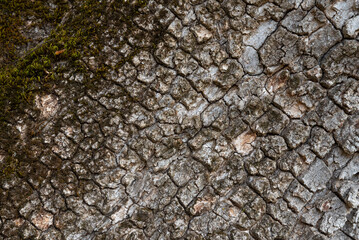 Close bark tree texture, natural wooden background.