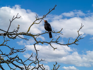 The bird with the open beak
